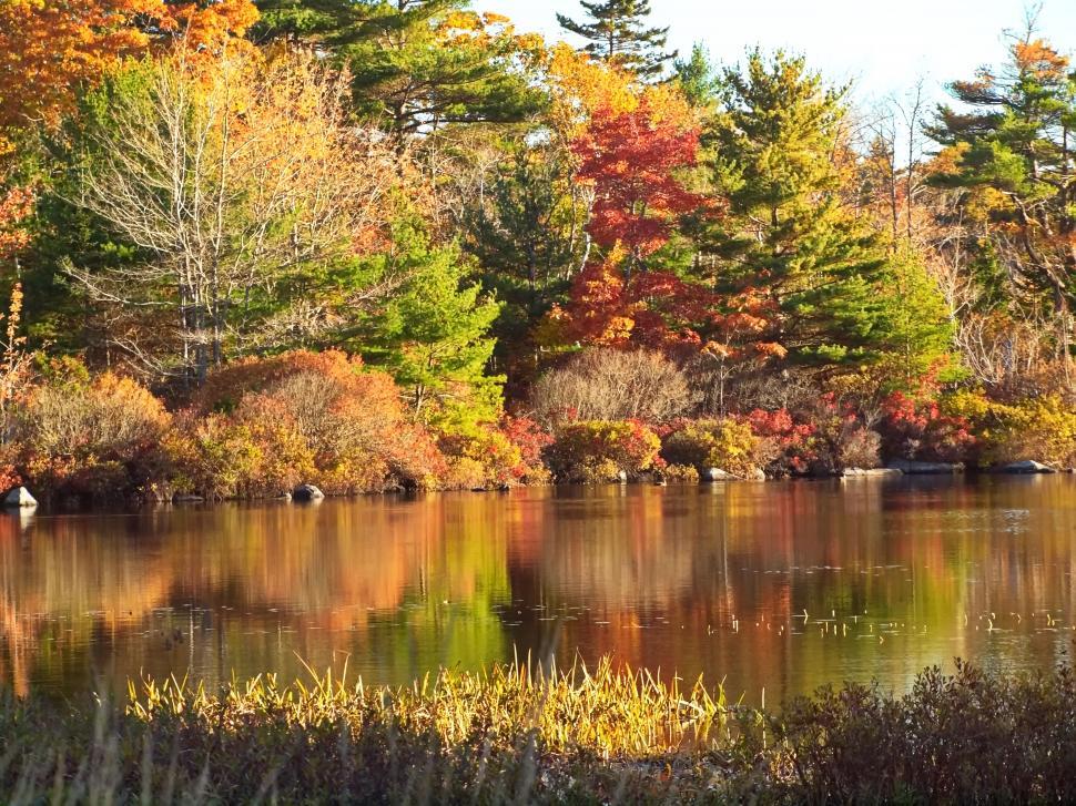 Free Image of Autumn foliage reflection in tranquil forest lake 