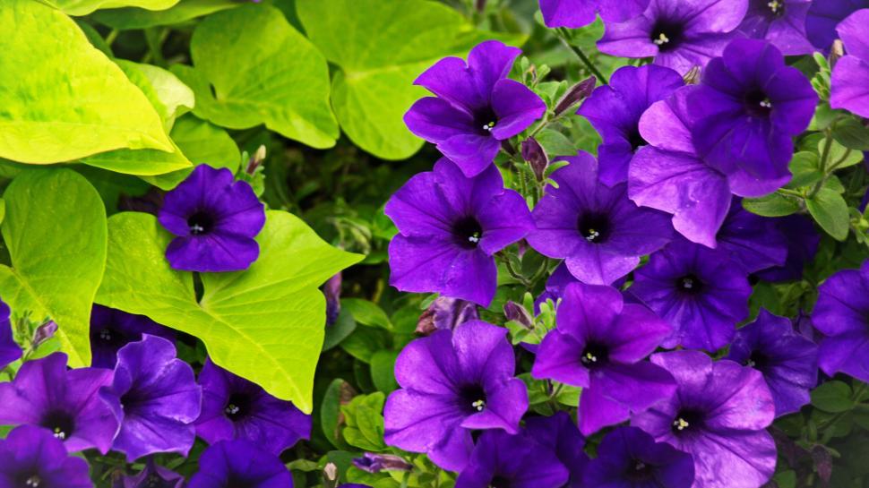 Free Image of Blooming purple petunias in a garden 