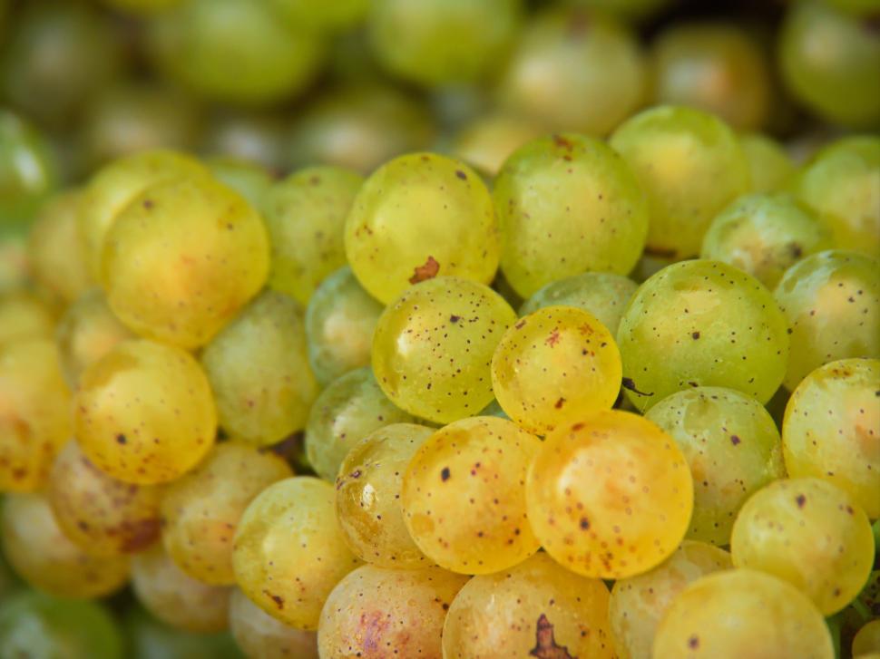 Free Image of Close-up of fresh ripe green grapes 