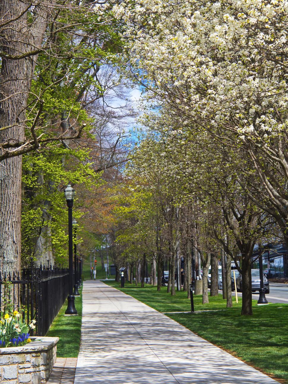 Free Image of Tree-lined pathway in a serene park avenue 