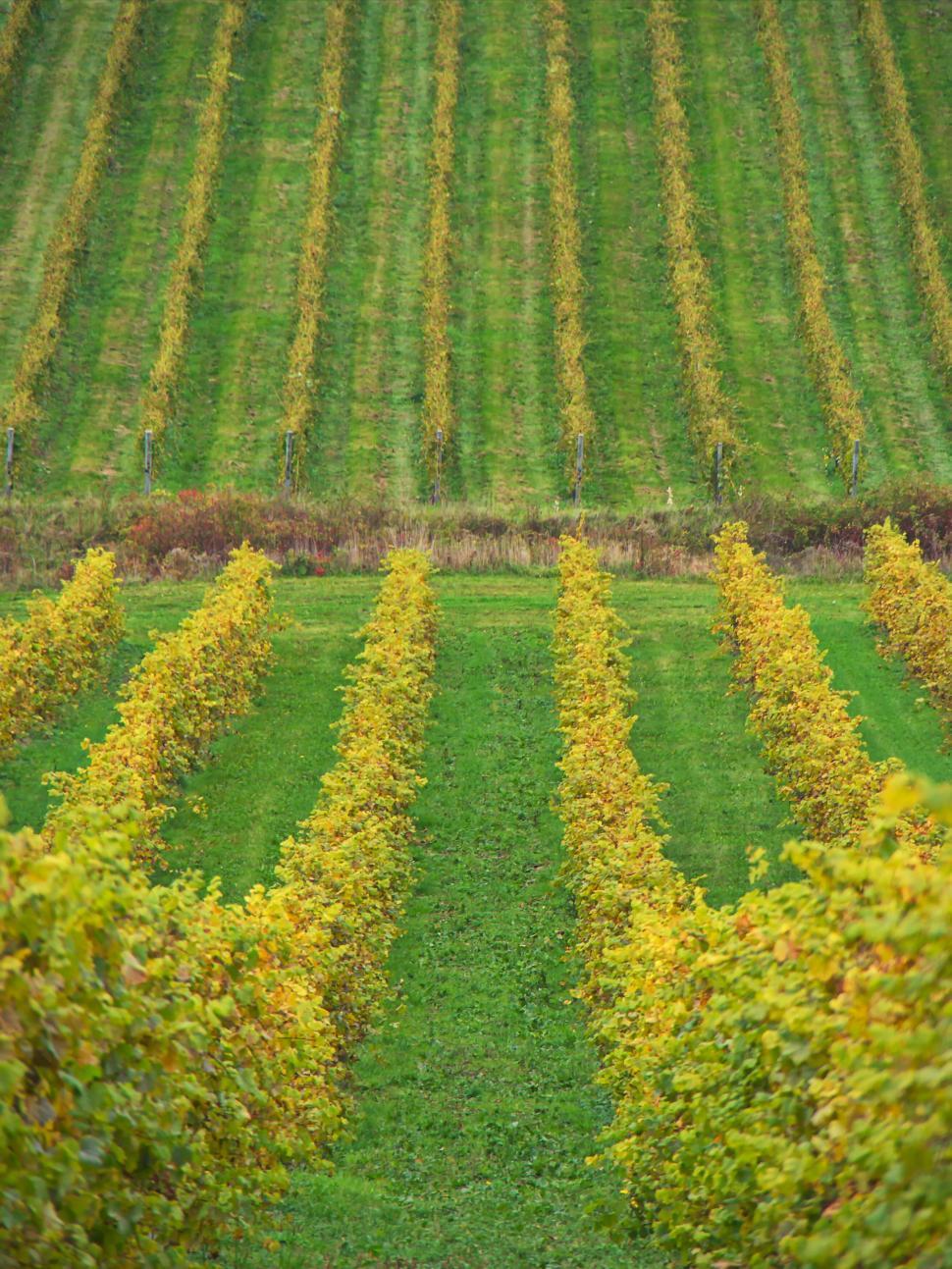 Free Image of Rolling vineyard hills in autumn 