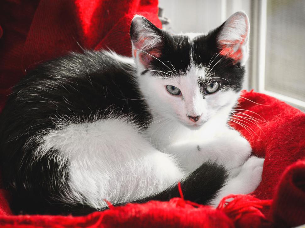 Free Image of Black and white kitten on red textile 