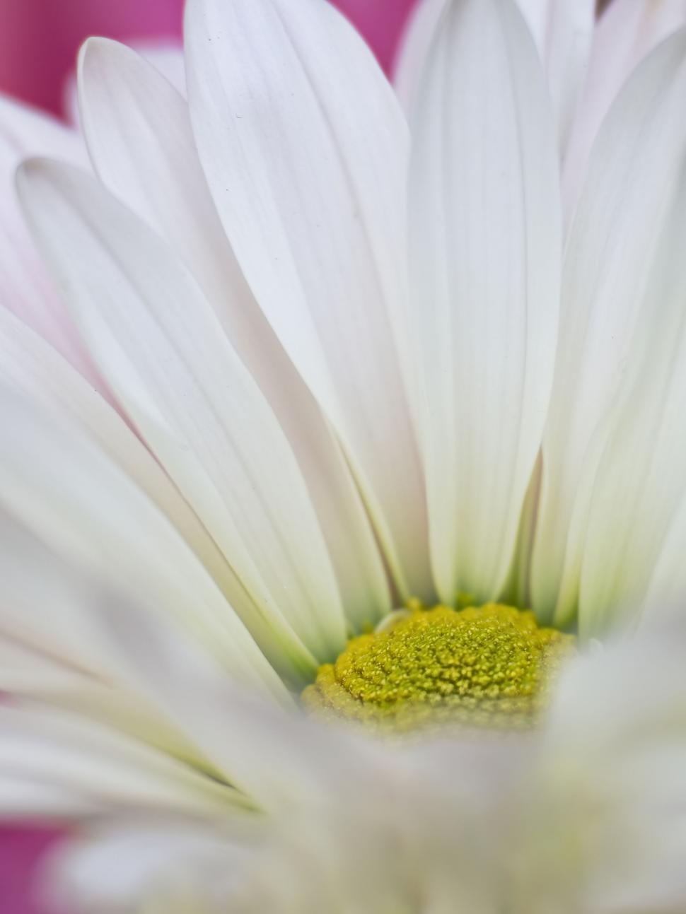 Free Image of Macro shot of white flower with yellow center 