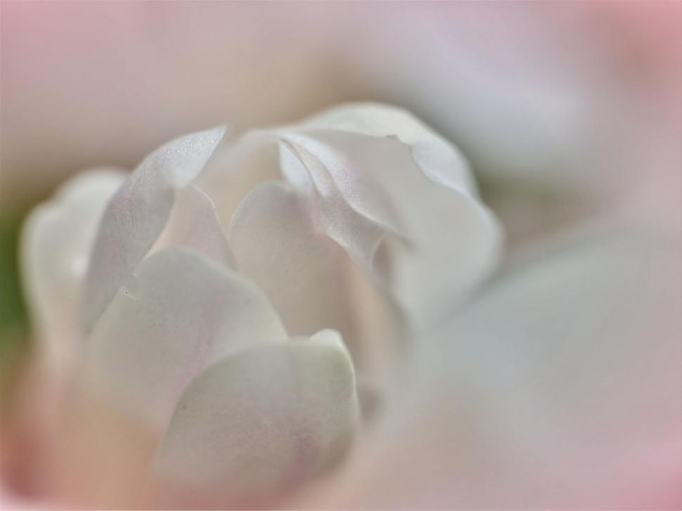 Free Image of Soft focus close-up of a delicate pink flower 