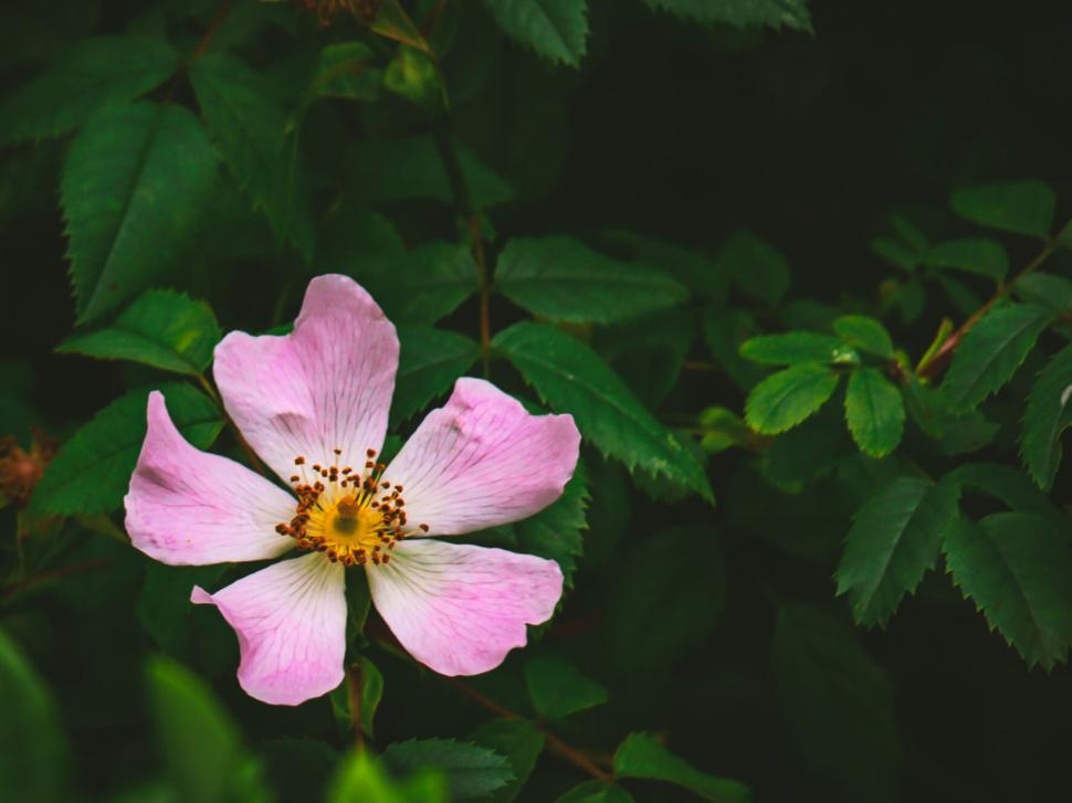 Free Image of Solitary pink wild rose against dark leaves 