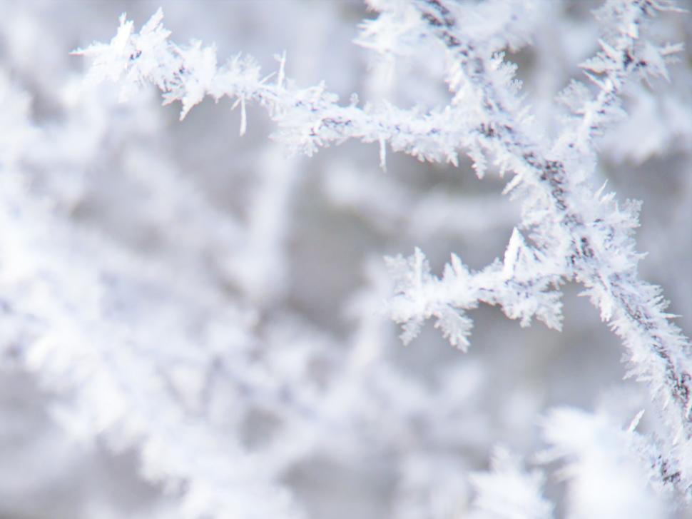 Free Image of Close-up of a frost-covered branch 