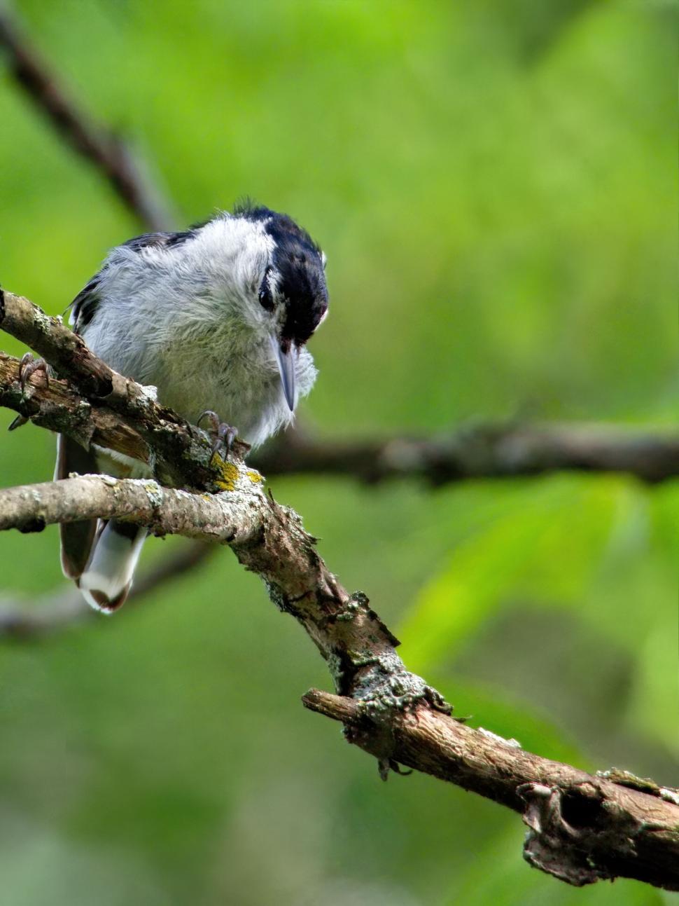Free Image of Cute nuthatch perched on a mossy branch 