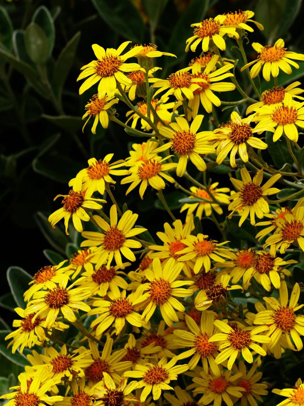Free Image of Vibrant yellow wildflowers in full bloom 