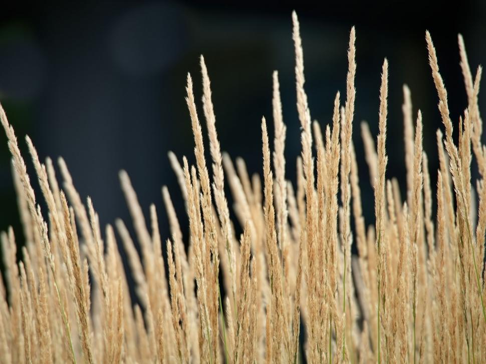 Free Image of Backlit dry grass in golden hour light 