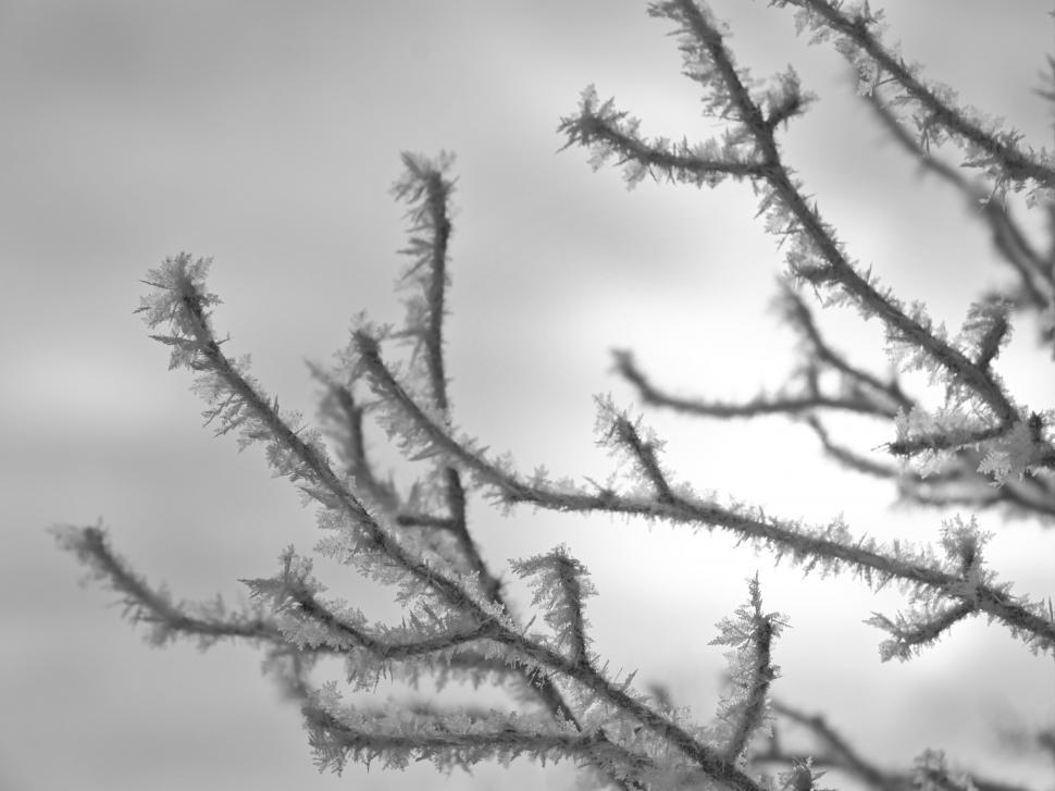 Free Image of Frosted tree branches against grey sky 