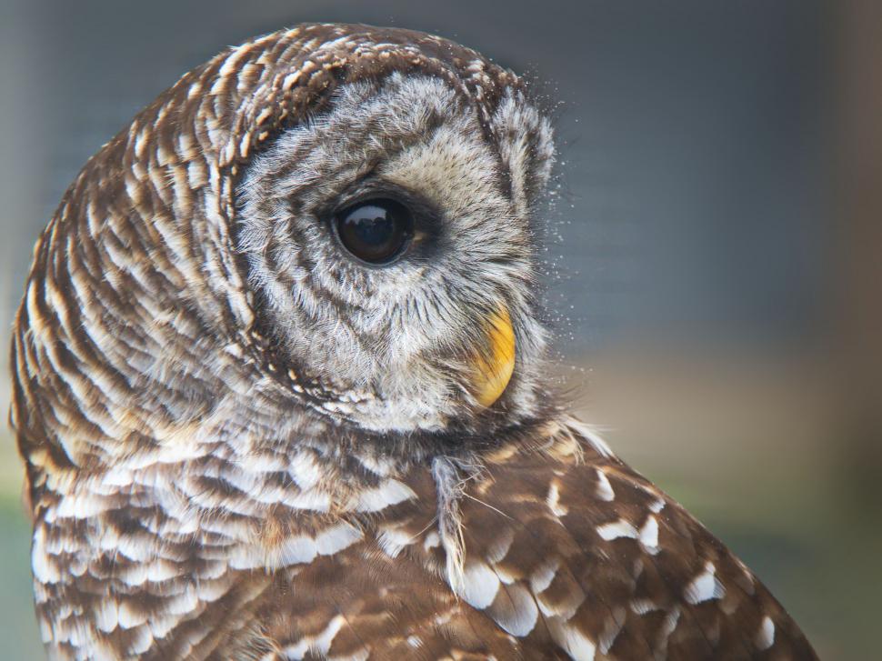 Free Image of Close-up of a Barred Owl s face 