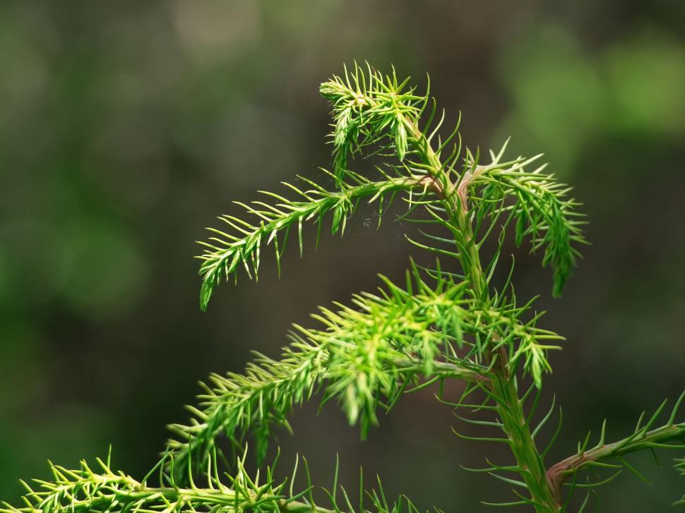 Free Image of Lush green fir tree branches close-up 