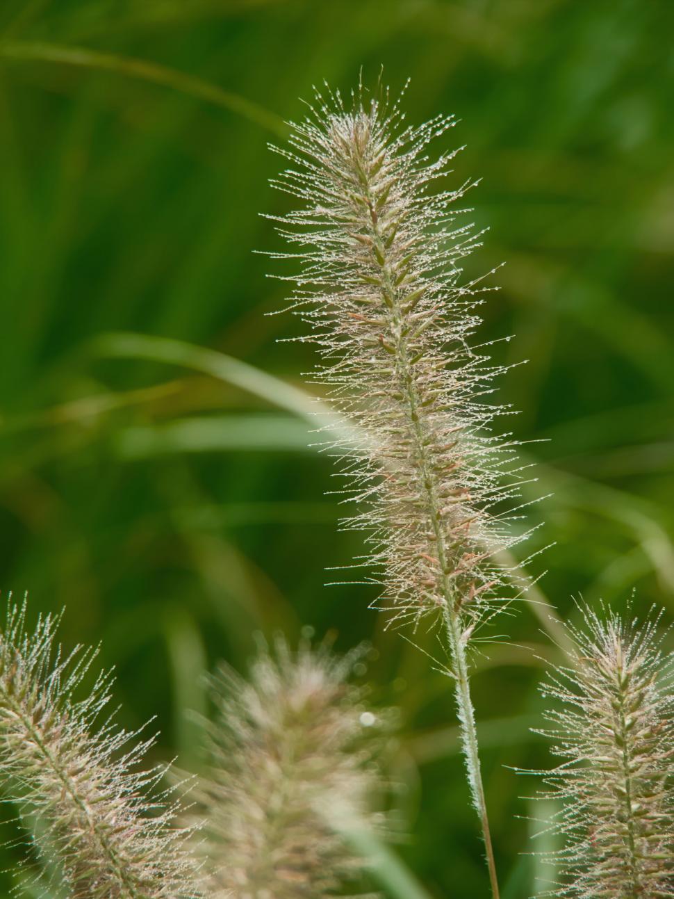 Free Image of Macro shot of dew on fuzzy plant stem 