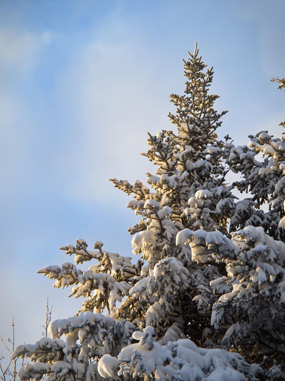 Free Image of Snow-covered evergreen tree against sky 