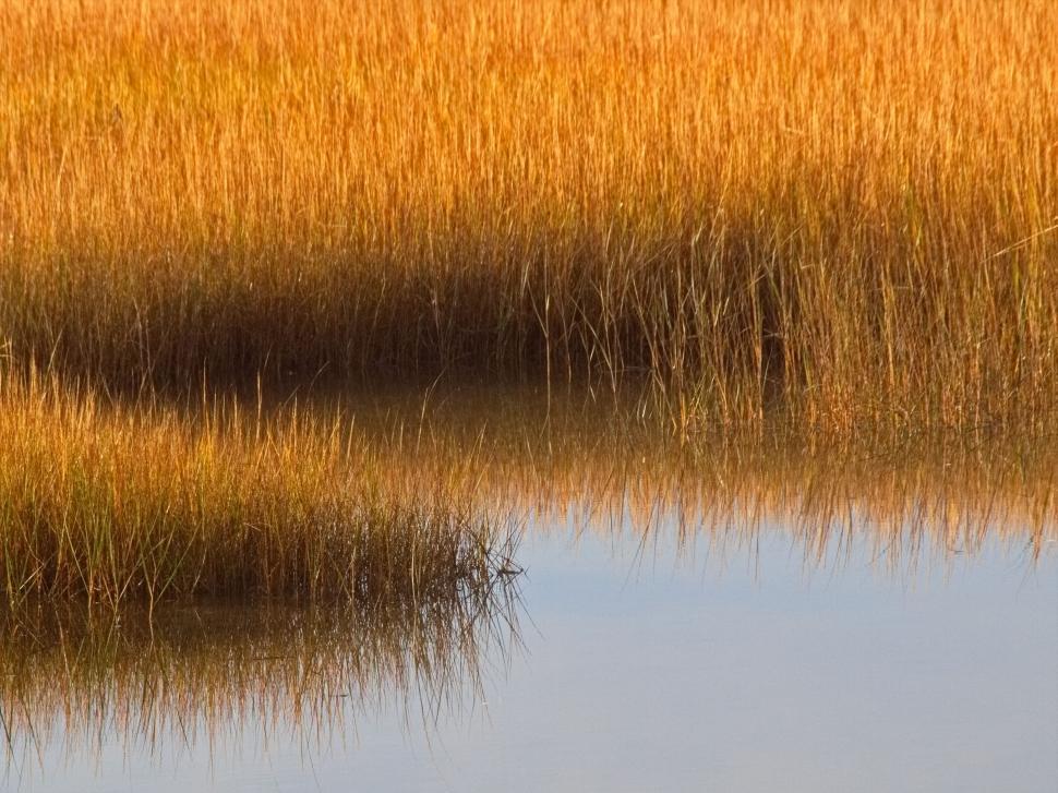 Free Image of Golden reed grasses reflected in water 