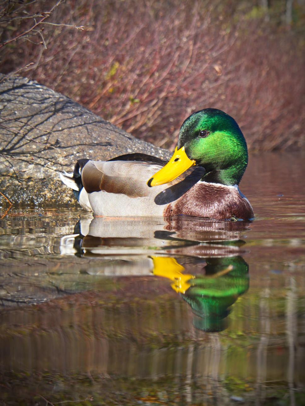 Free Image of Mallard duck in reflective waters 