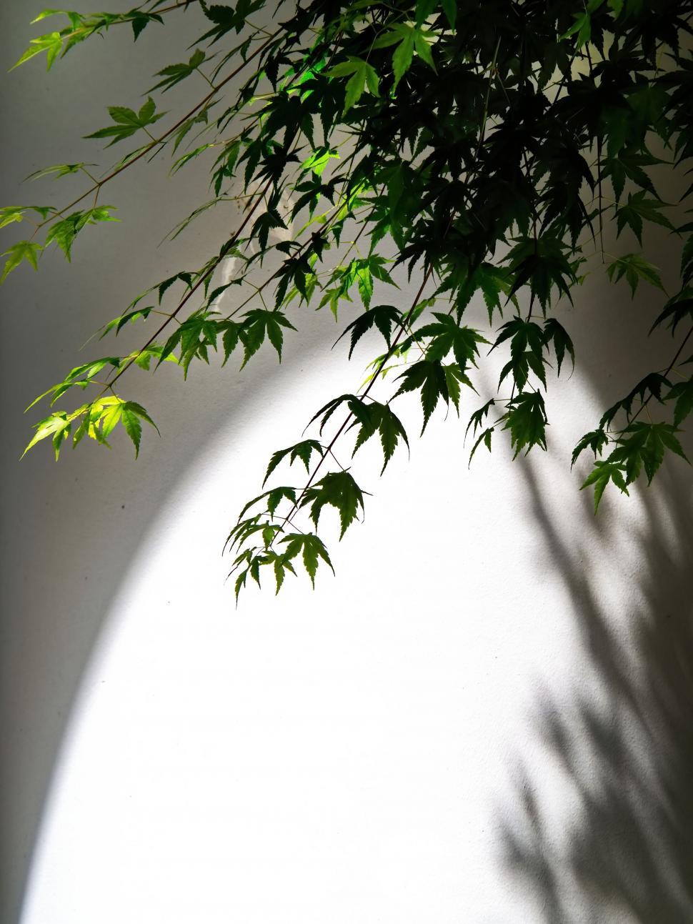 Free Image of Lush green leaves against a stark white wall 