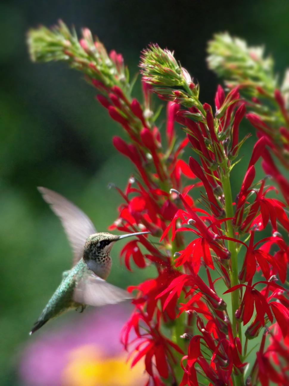 Free Image of Hummingbird feeding on bright red flowers 