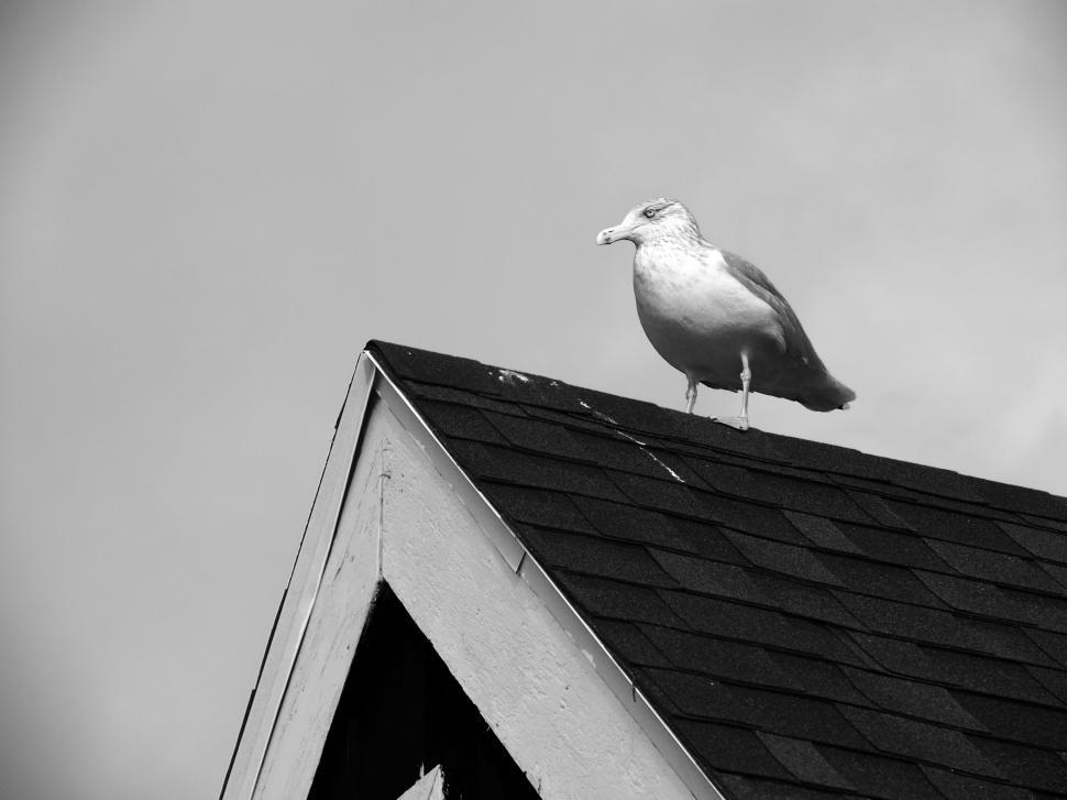 Free Image of Seagull perched on a house roof 