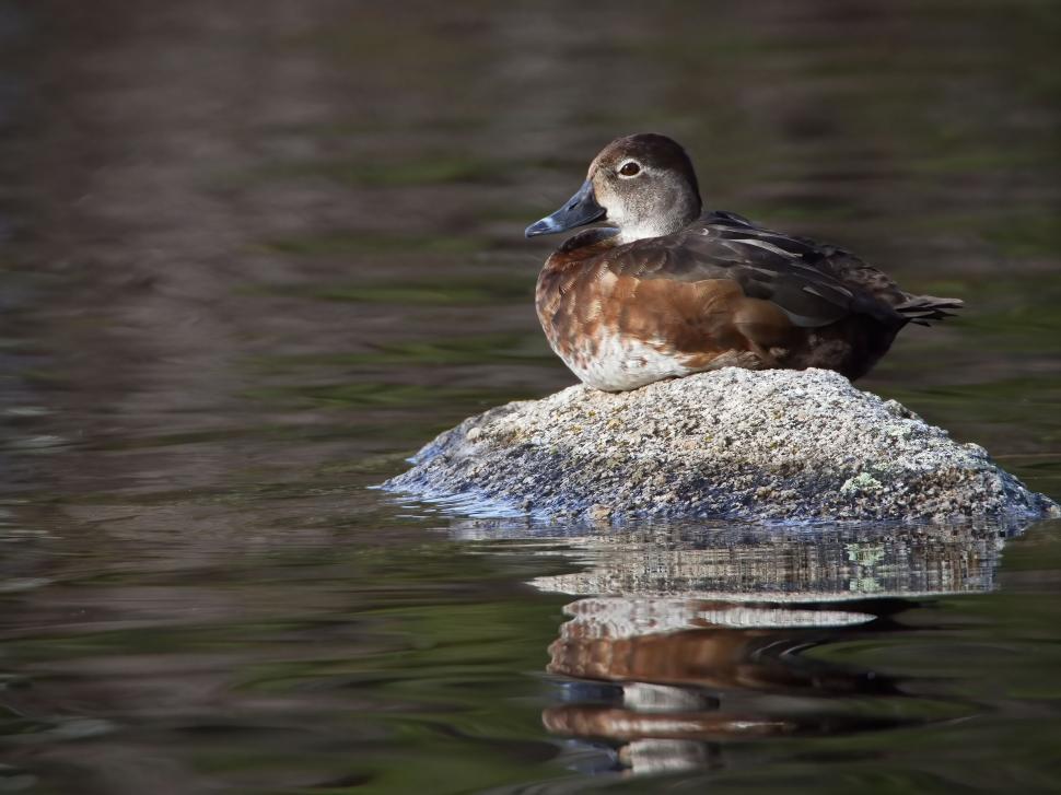 Free Image of Brown duck resting on a rock in water 
