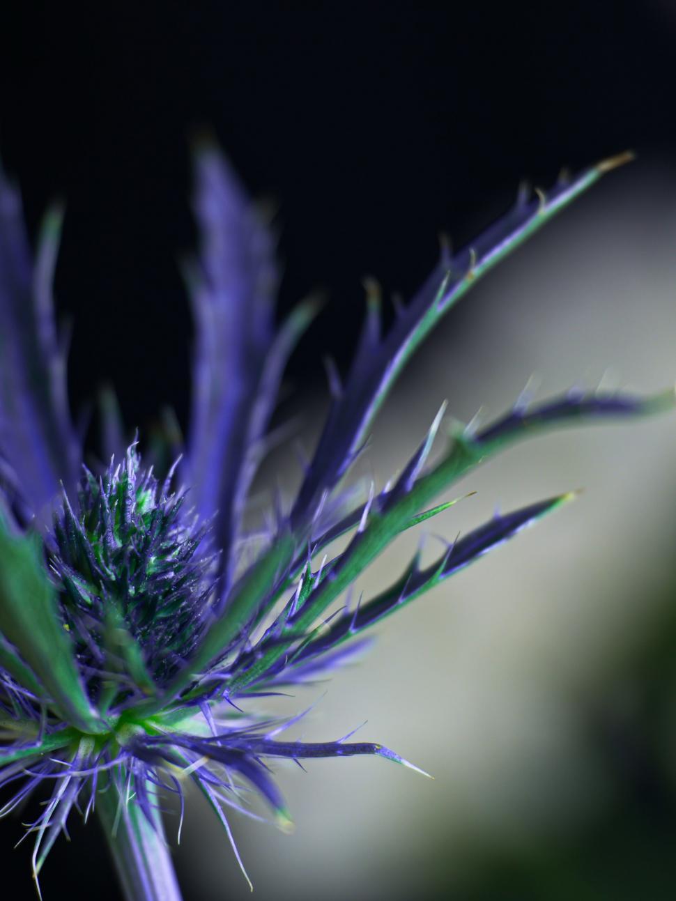 Free Image of Vivid blue thistle flower against dark backdrop 