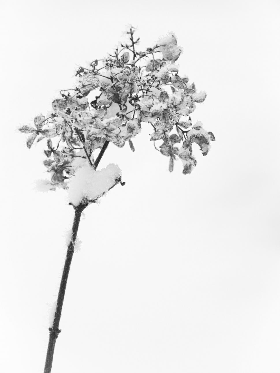 Free Image of Delicate snow-covered plant in winter 