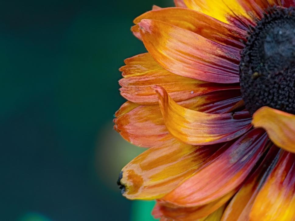Free Image of Vibrant autumn sunflower close-up 