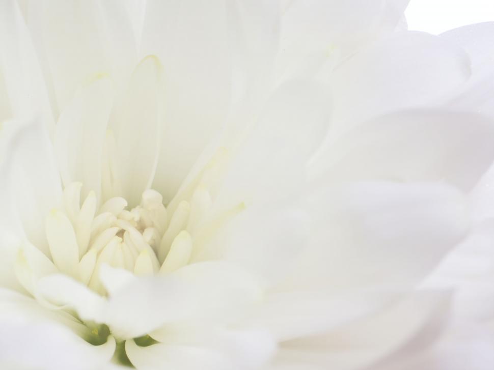 Free Image of Delicate detail of a white flower petals 