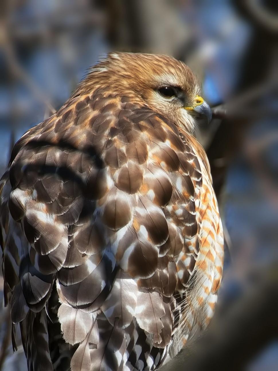Free Image of Red-tailed hawk perched in natural habitat 