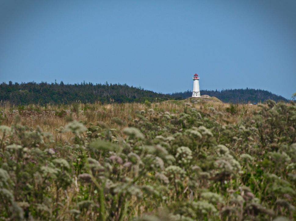 Free Image of Rural lighthouse amidst wild flora under grey sky 