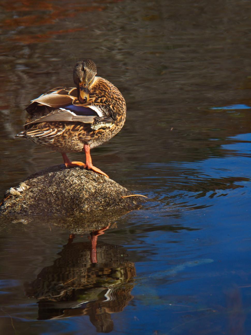 Free Image of Duck preening on a rock in a reflected pool 
