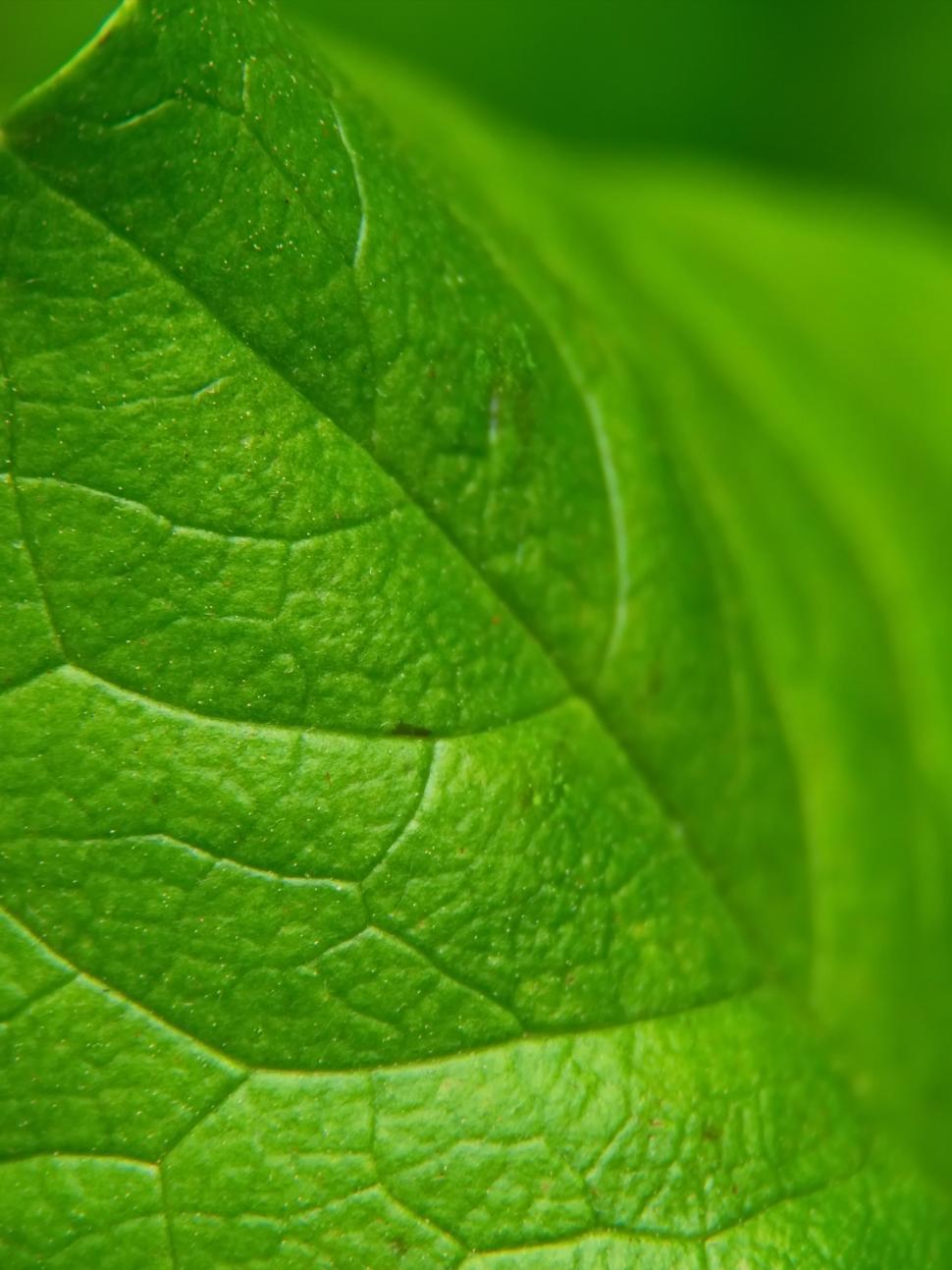 Free Image of Close-up texture of a vibrant green leaf 