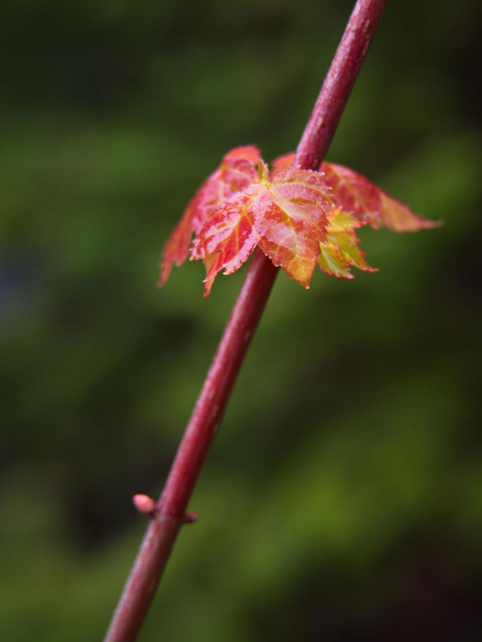 Free Image of Red leaf sprouting on a twig 