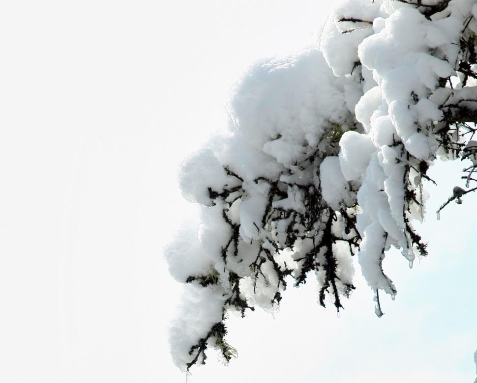 Free Image of Snow-covered branches against a bright sky 