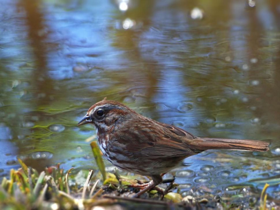 Free Image of Songbird by the water s edge in nature 