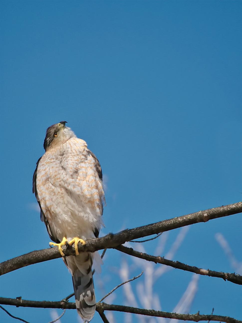 Free Image of Sharp-eyed hawk perched on a barren branch 