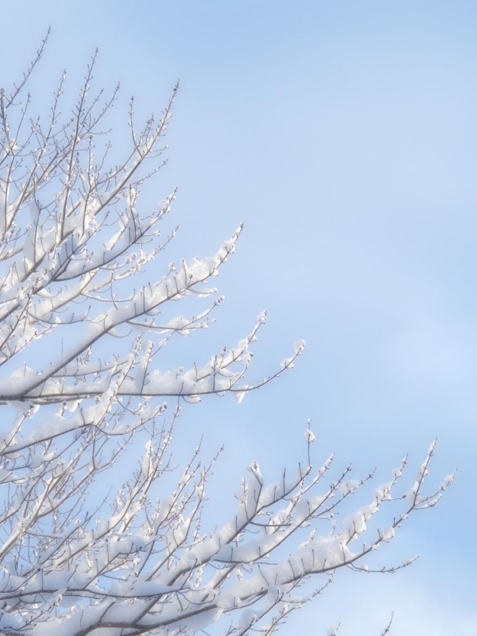 Free Image of Snow-laden branches against a clear blue sky 