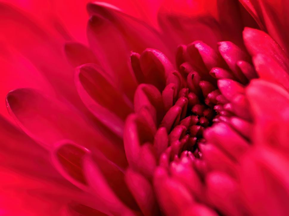Free Image of Vibrant red dahlia flower close-up macro 