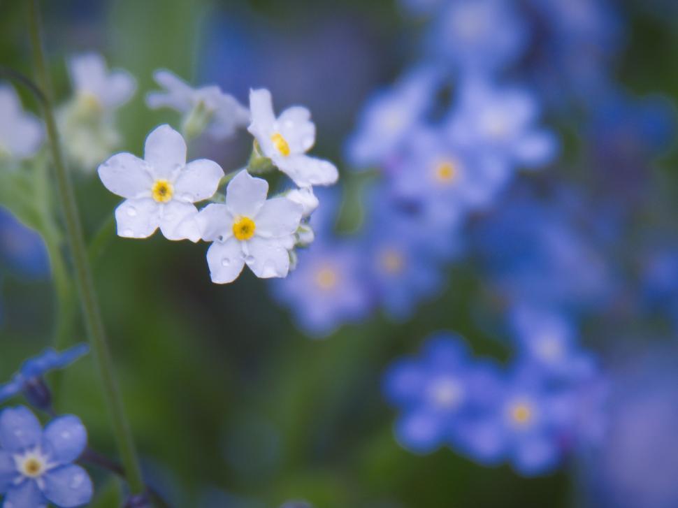 Free Image of Soft focus image of delicate blue flowers 