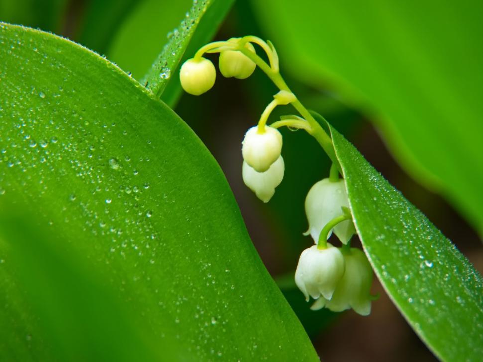 Free Image of Close-up of lily of the valley flowers 