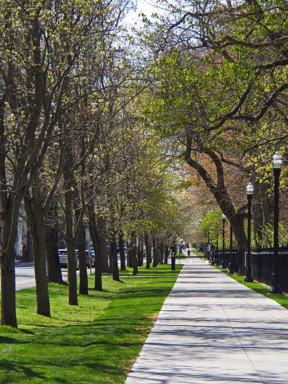 Free Image of Pathway lined with budding green trees 