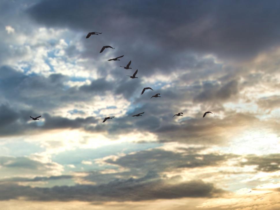 Free Image of Birds flying in a dramatic cloudy sky 