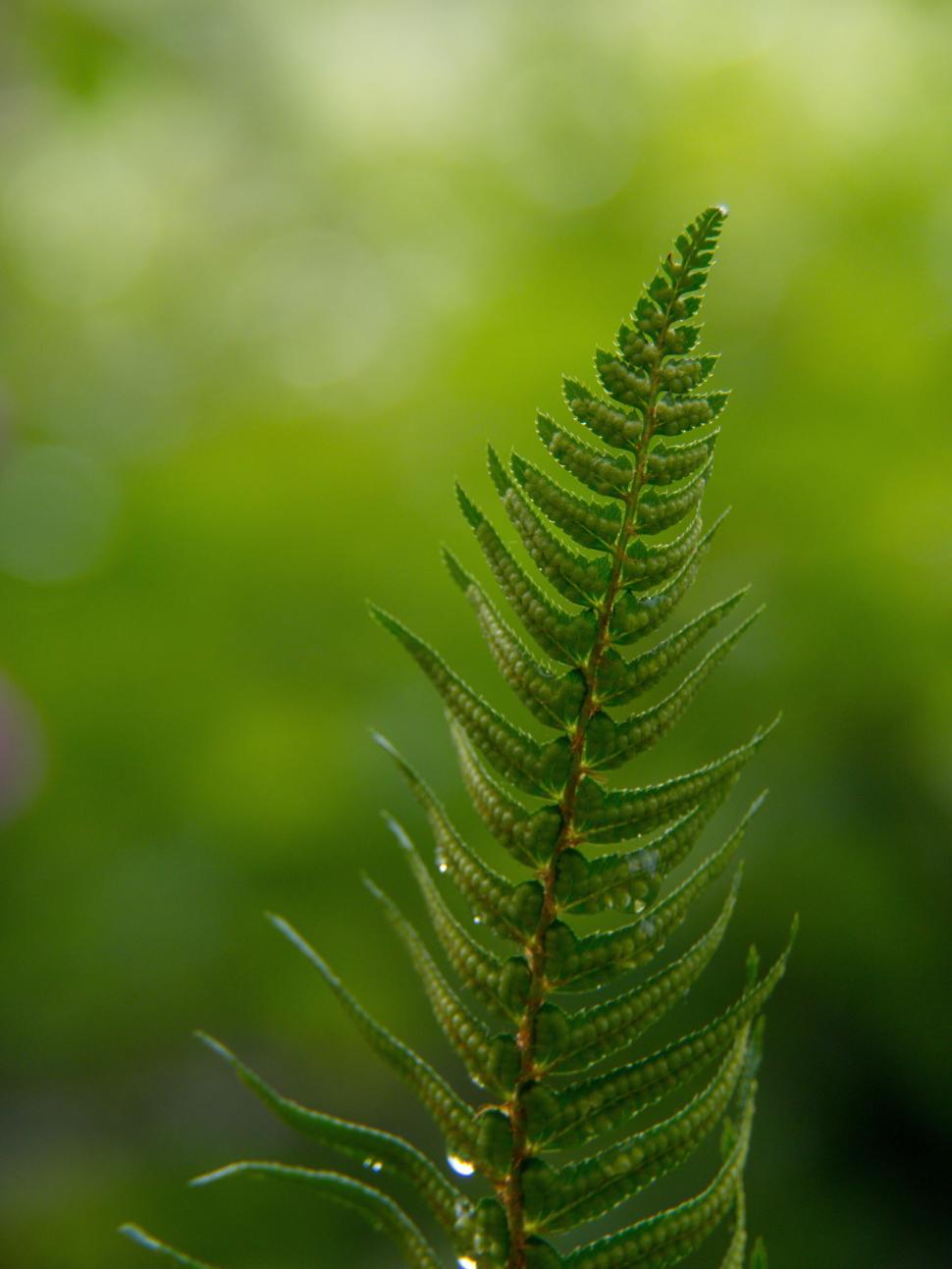 Free Image of Macro shot of young fern opening up 
