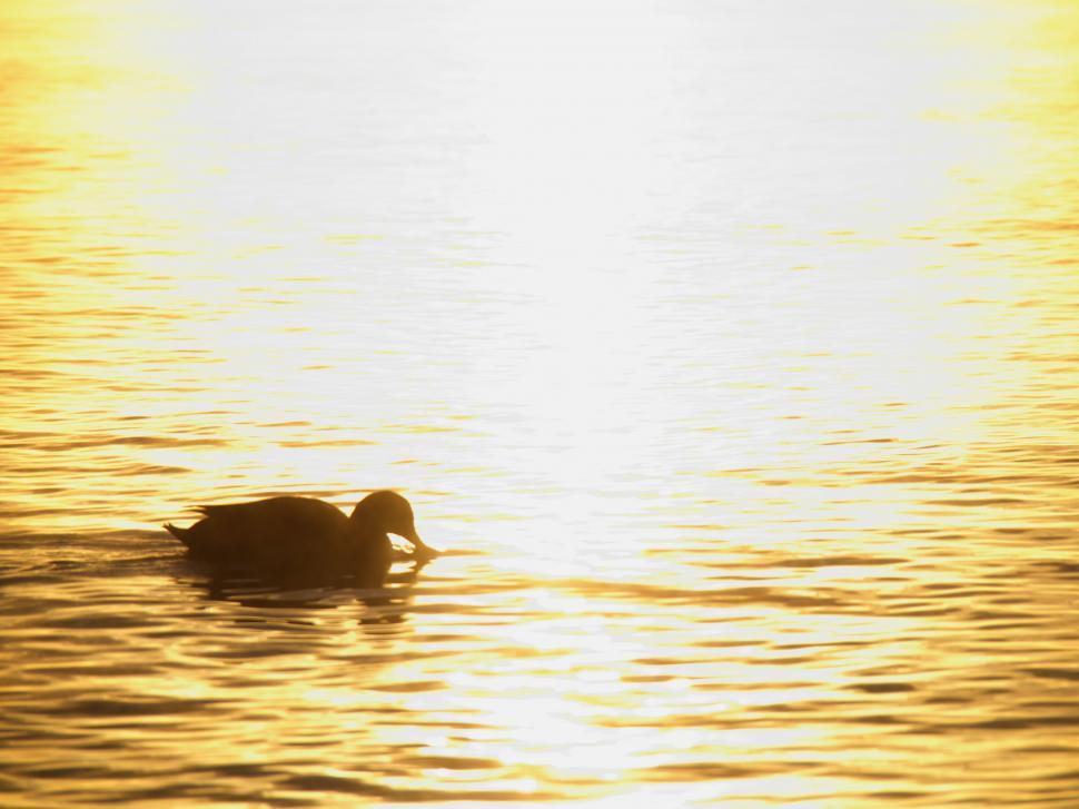 Free Image of Silhouette of a duck on golden water 
