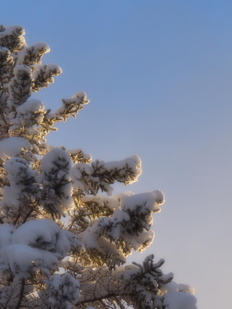 Free Image of Snow-covered pine tree against sky 