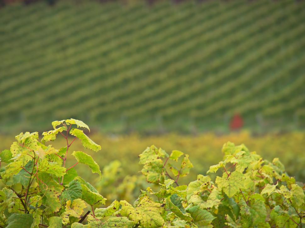 Free Image of Vineyard rows in soft focus background 