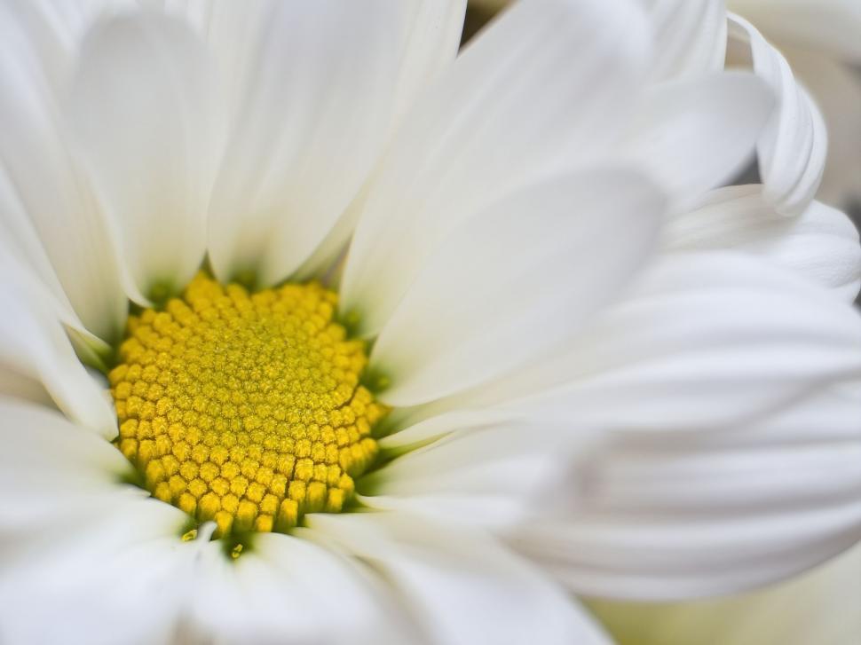 Free Image of Close-up of white daisy with yellow center 