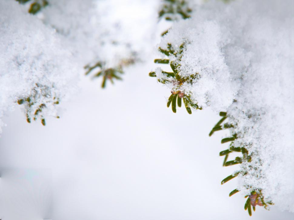Free Image of Snow-covered pine branch close-up 