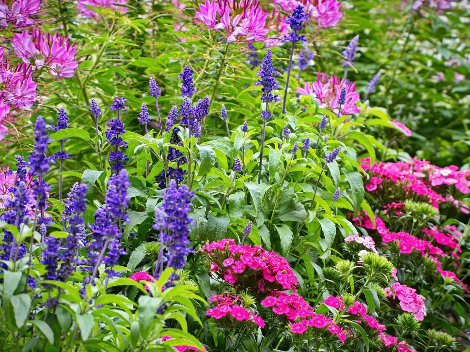 Free Image of Vibrant garden with different blooming flowers 
