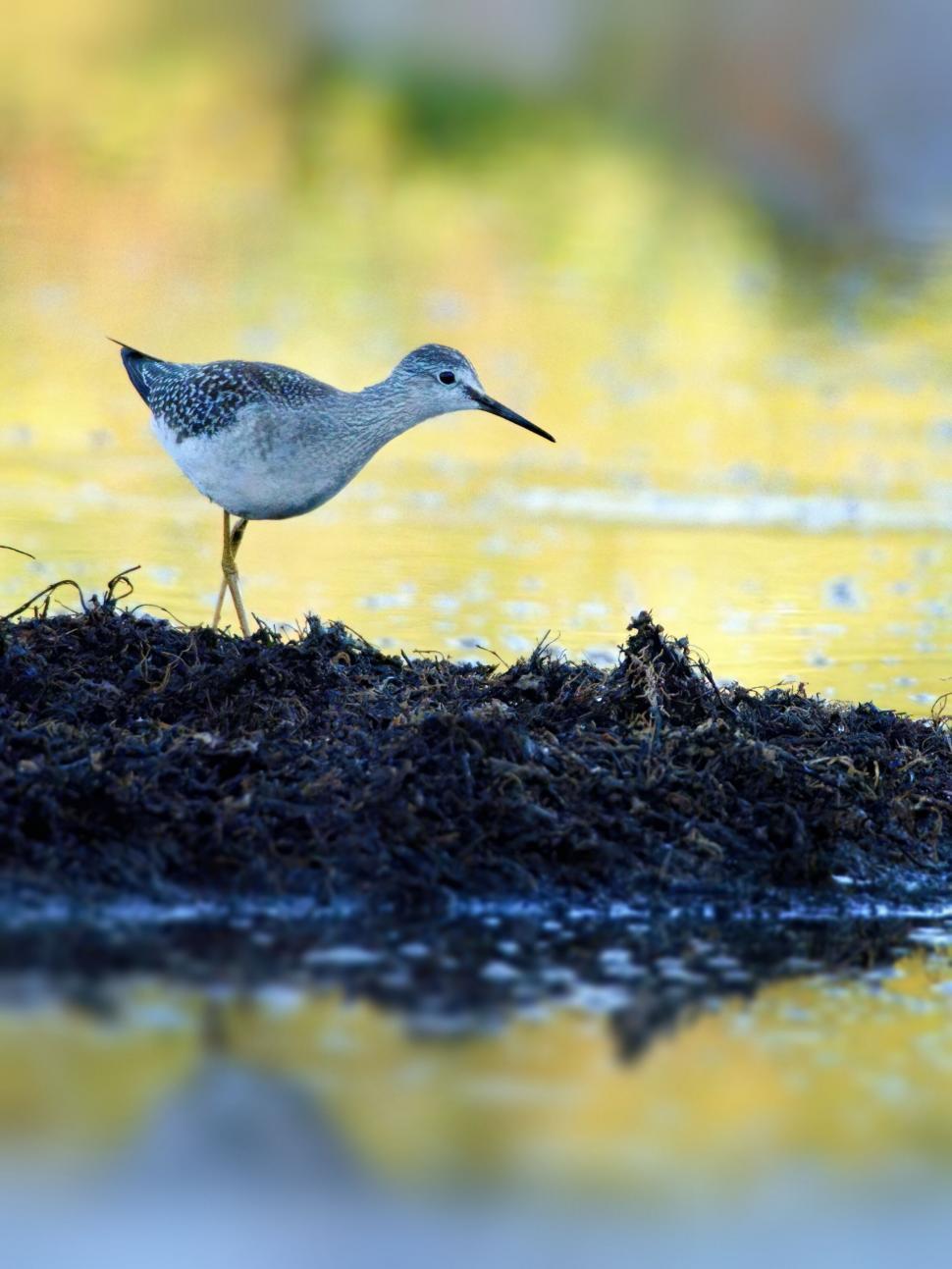 Free Image of Solitary bird standing on a waterfront bank 